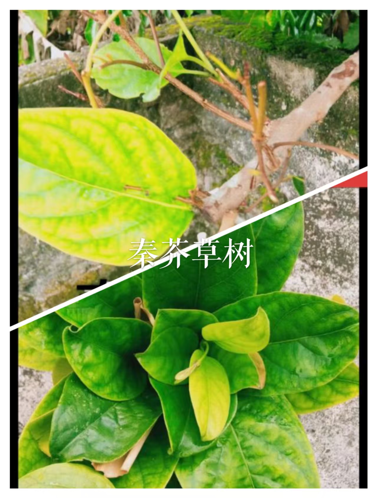 (转载)秦芥草树长什么样子的